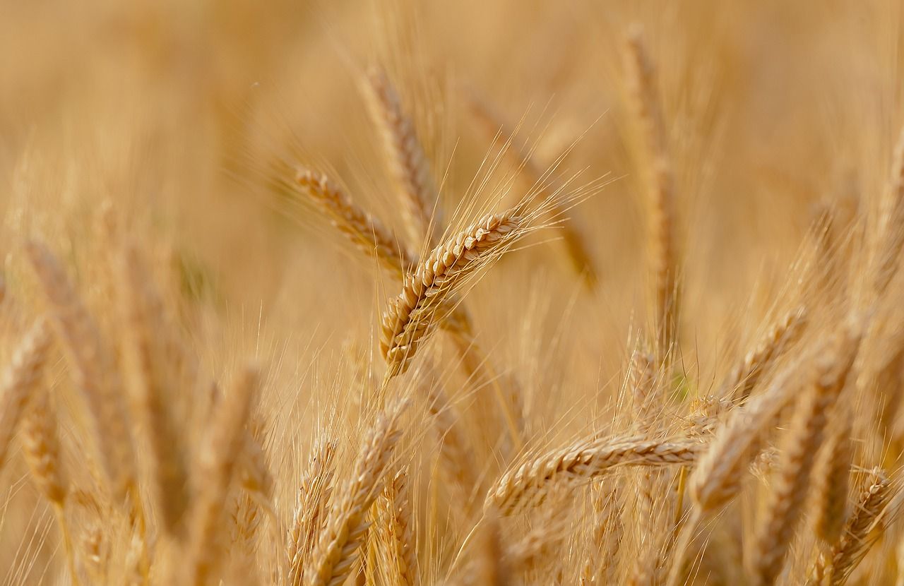 La agricultura ecológica, la filosofía y el estilo de vida en el que se basa Productos Monti
