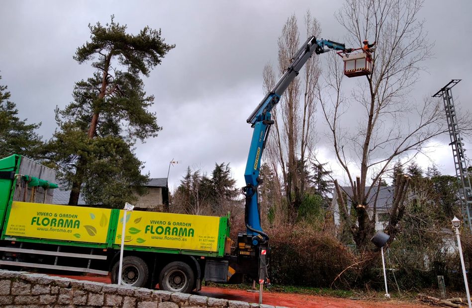 ¿Por qué recurrir a una empresa especializada en poda de árboles? por FLORAMA