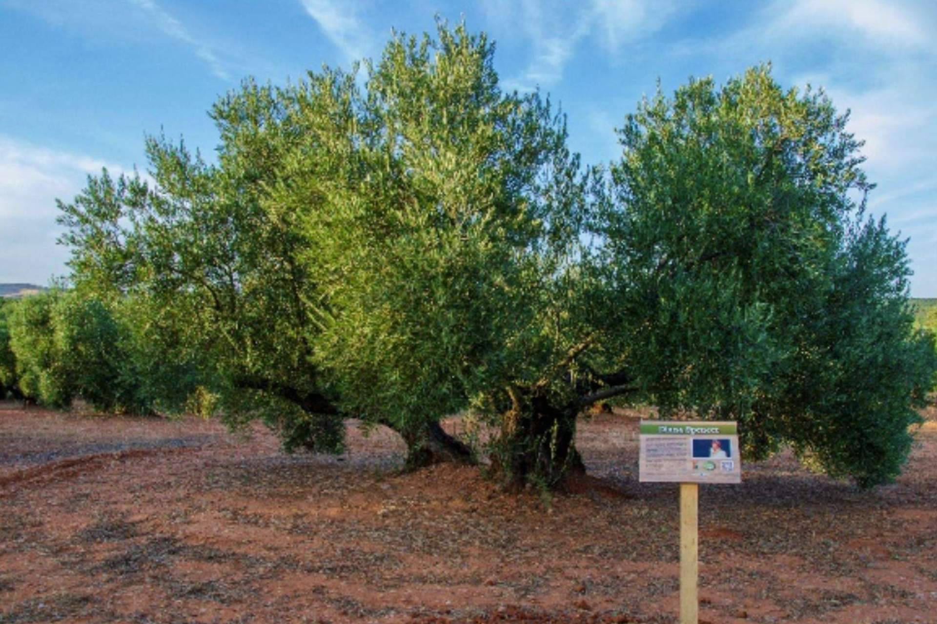 La Fundación Lumiére recibe el agradecimiento del Príncipe de Gales por el galardón ‘Olivo Solidario'