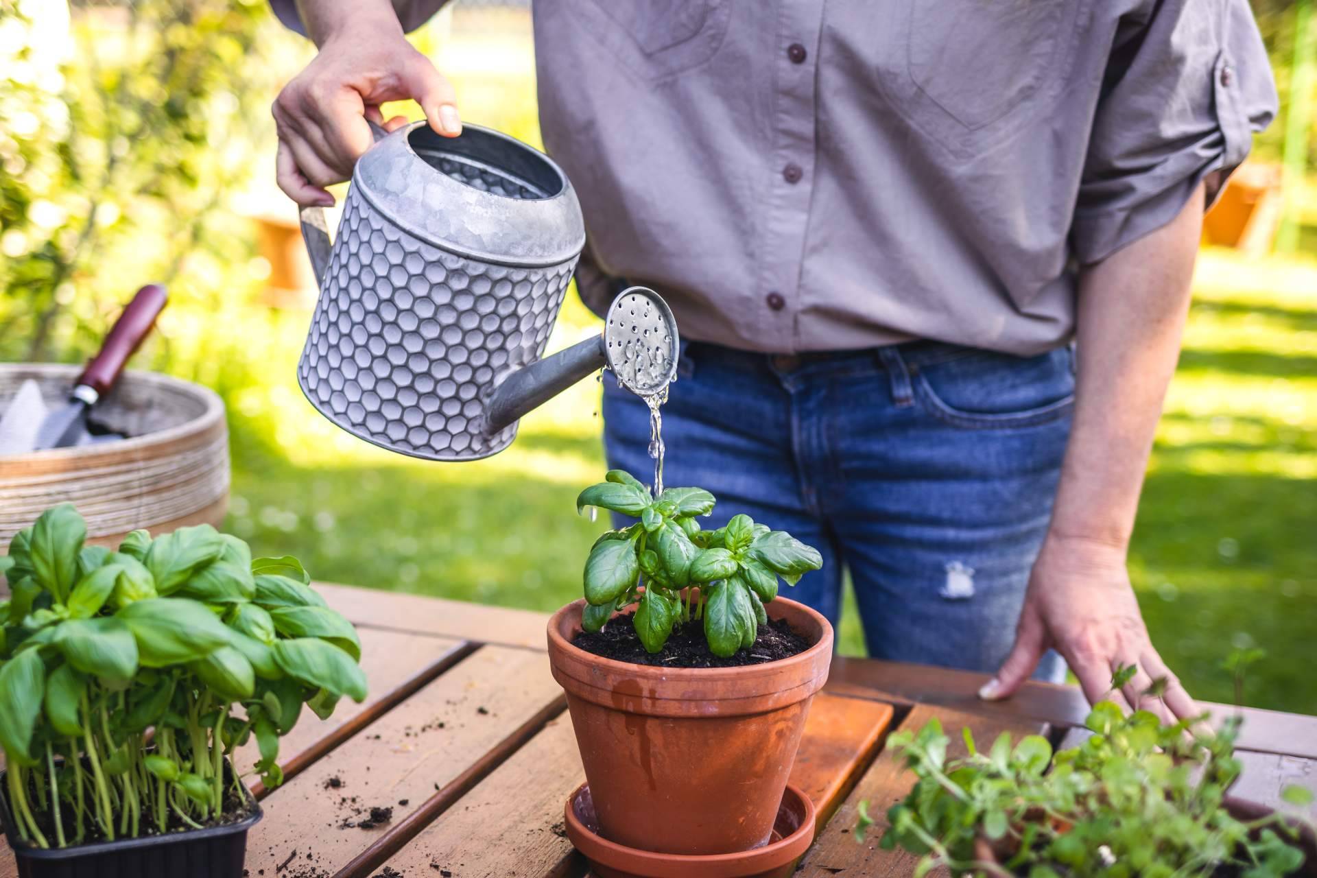 La forma de cuidar las plantas en verano, con Rosistirem