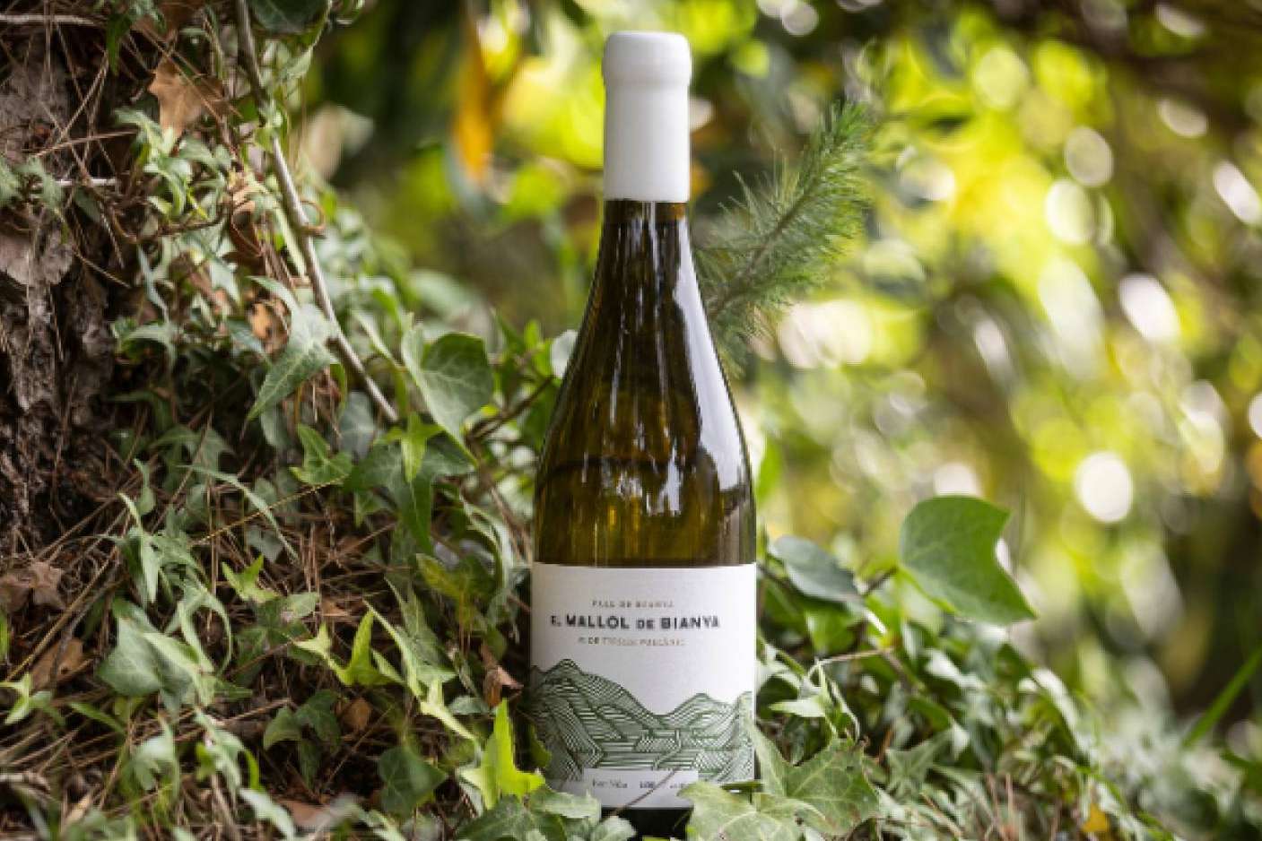 Este proyecto, iniciado en 2019, ha posicionado al grupo como pionero en la vitivinicultura de esta región