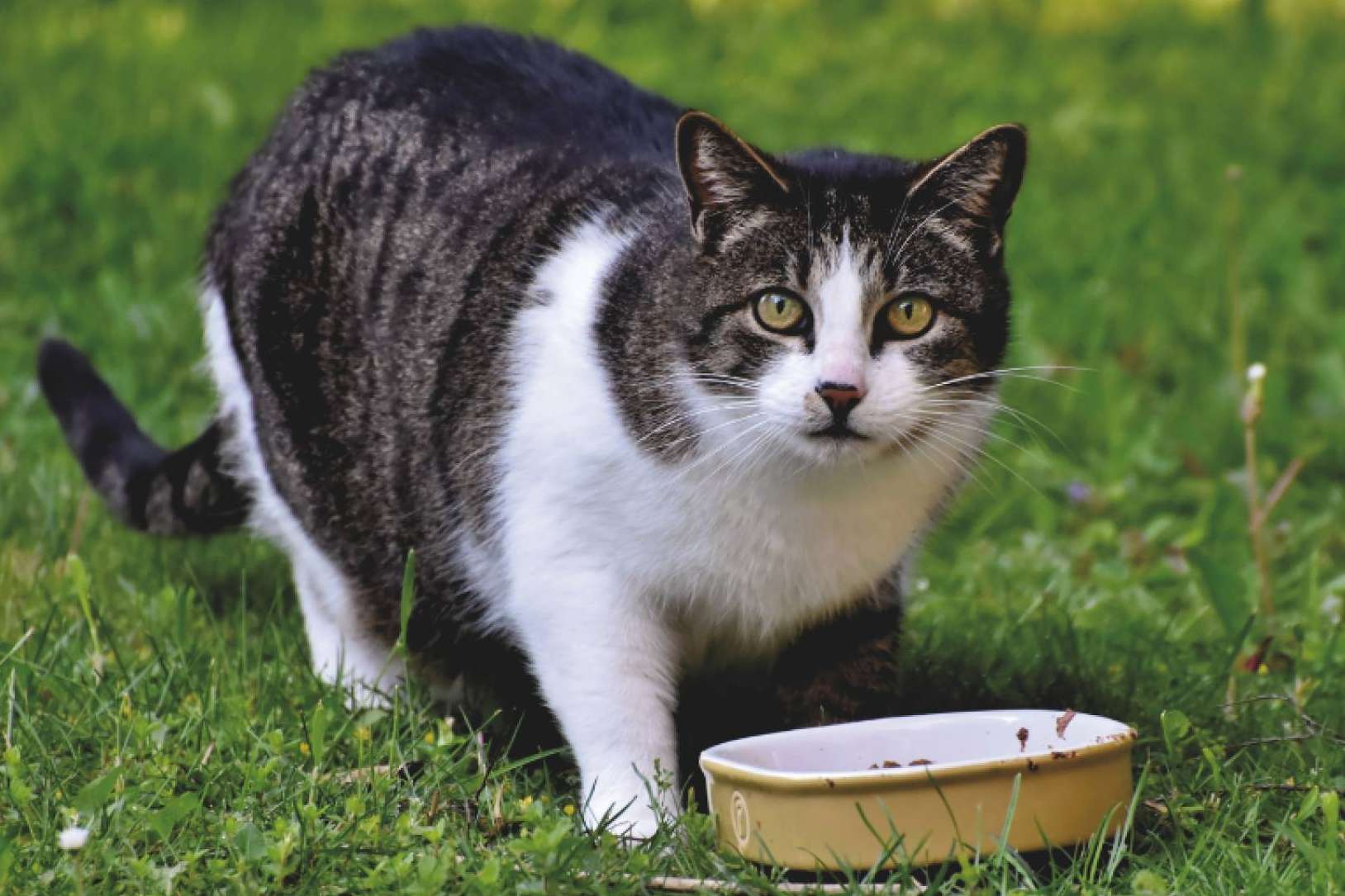 Innovación en la nutrición animal. Smoothies y bebidas energéticas para gatos y perros