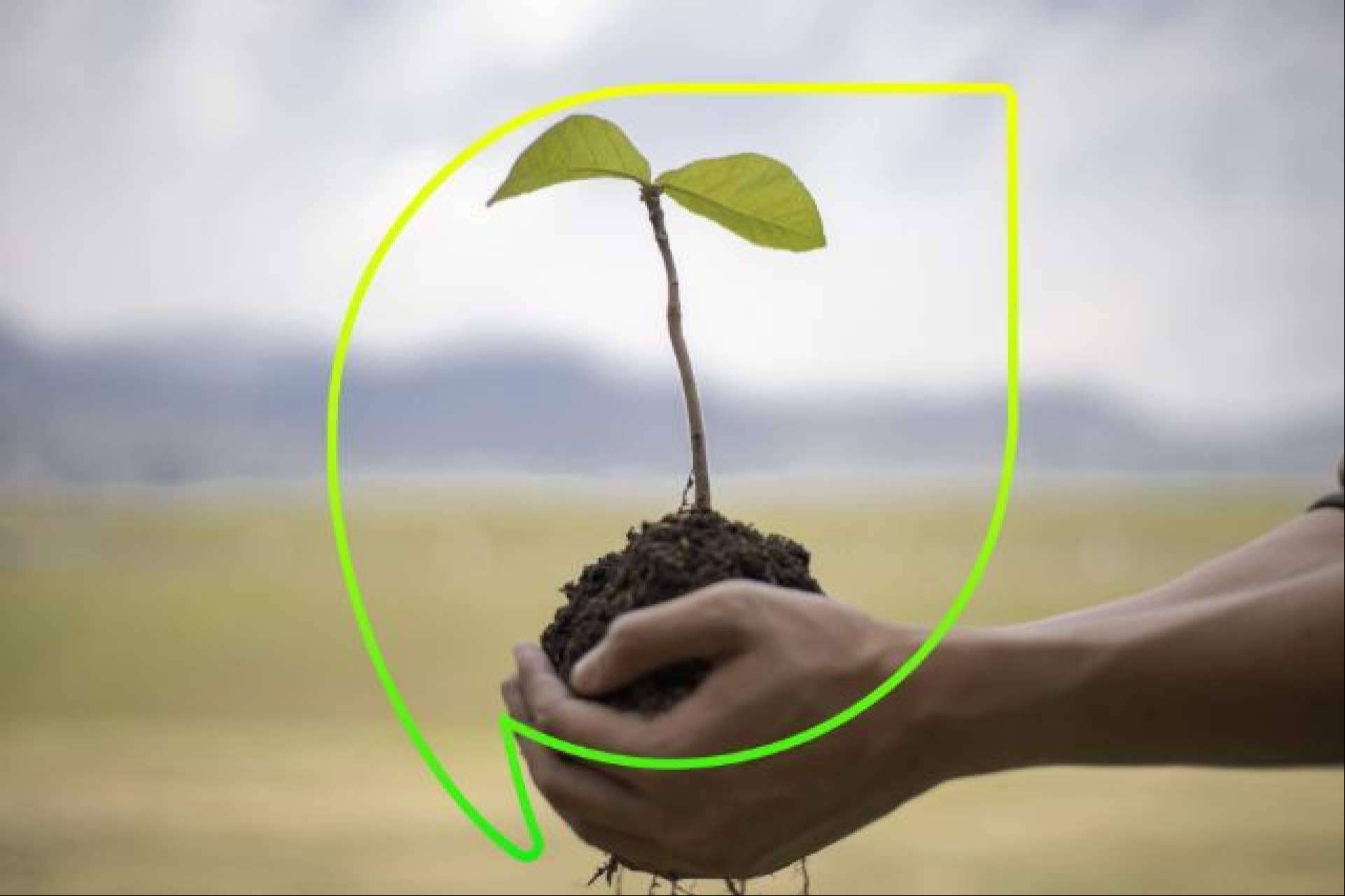 EccoForest, el bosque de EccoFreight que absorbe más de 635,000 kilogramos de CO2 al año