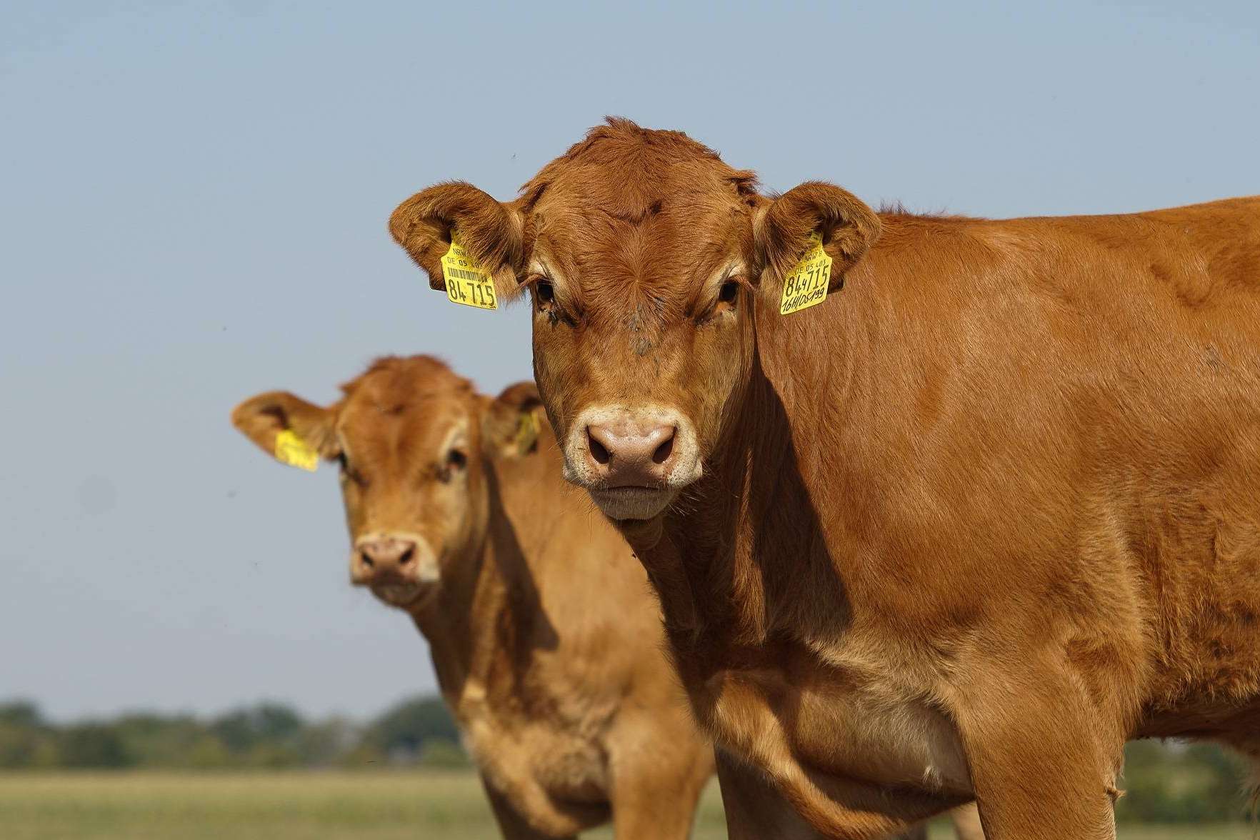 El G.O. TransferEMB optimiza la producción de carne de vacuno con innovadoras técnicas reproductivas