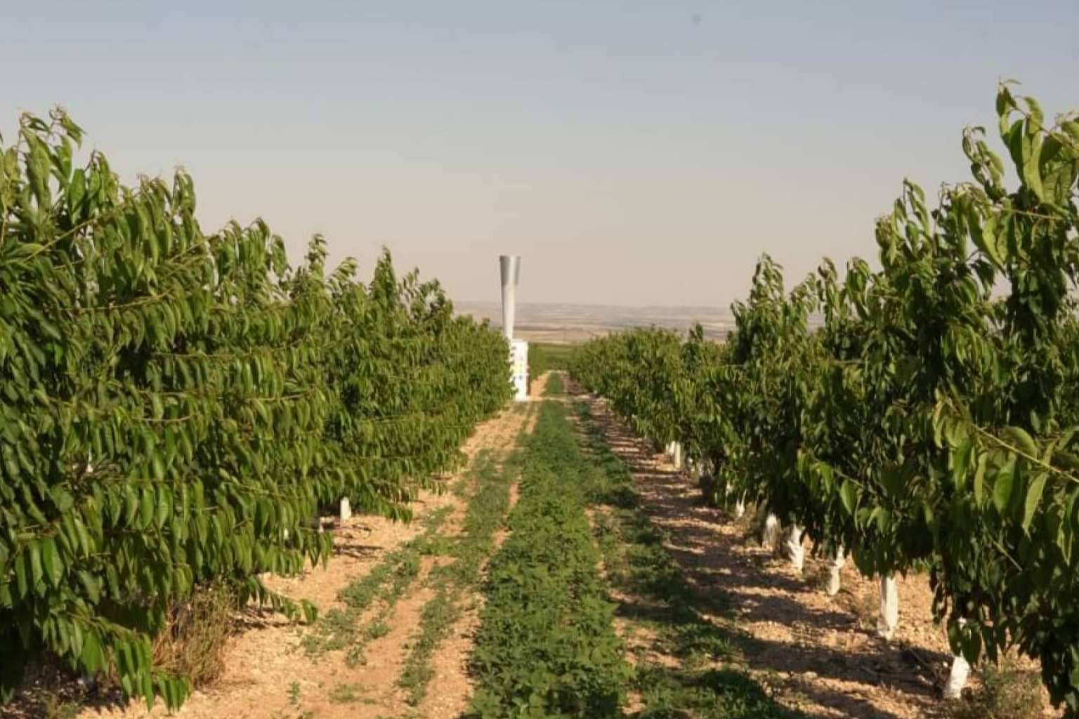 El clamor de los agricultores; Nace ANSAS para defender un sistema antigranizo legal y eficaz