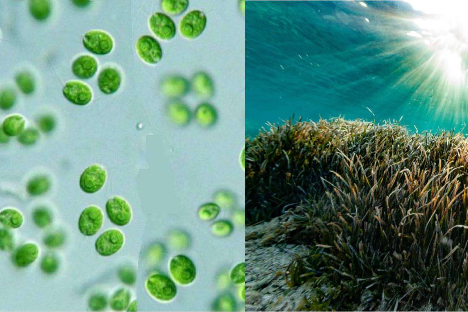 Ecoganic revoluciona la agricultura con fertilizantes de microalgas