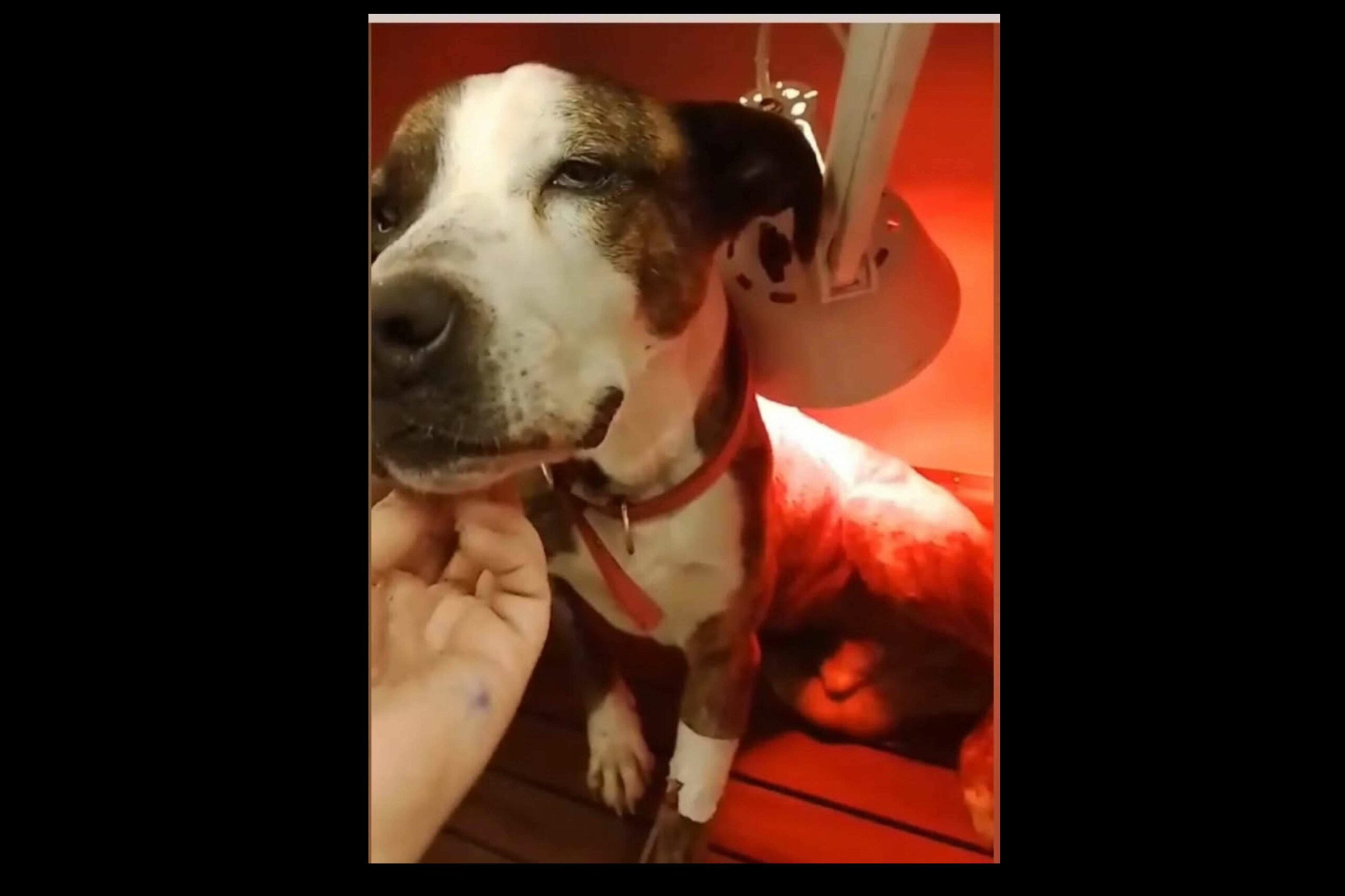 Rescate animal solidario y compromiso social; la misión de SOS Salvando Vidas España en la lucha contra el abandono