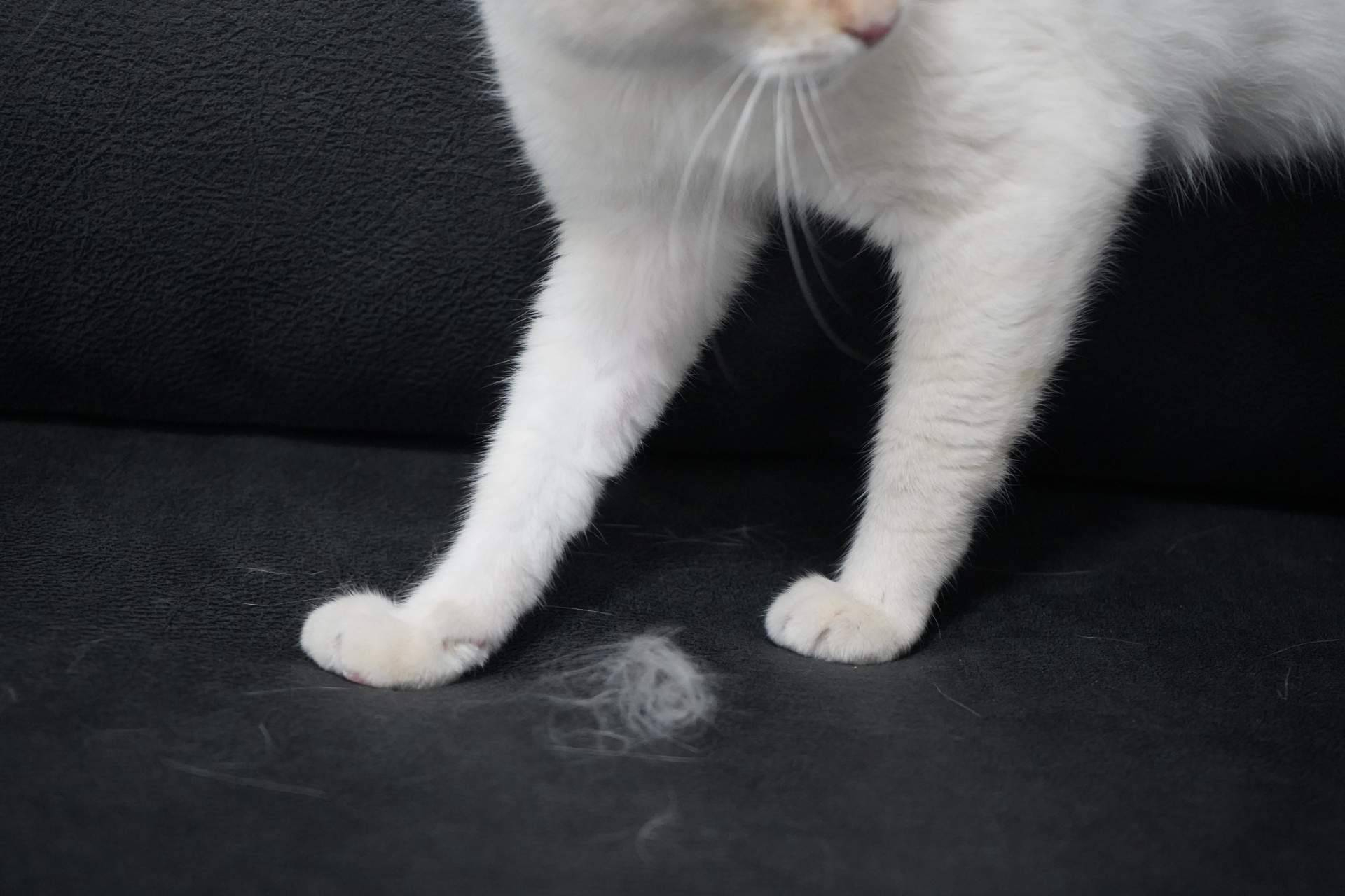 Nuevos sofás anti arañazos en Sofás Valencia, resistencia felina sin renunciar al diseño a medida