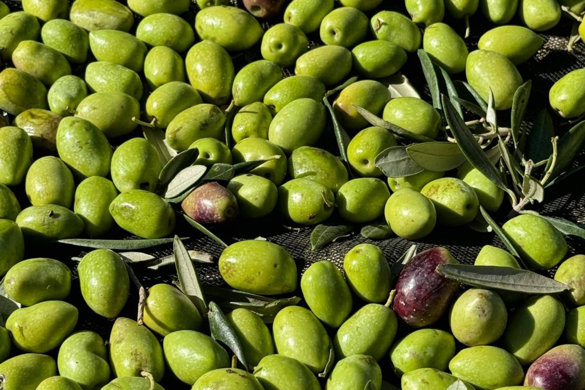 Tercio de las Torres; El aceite de oliva que nació de un sueño, no de un negocio