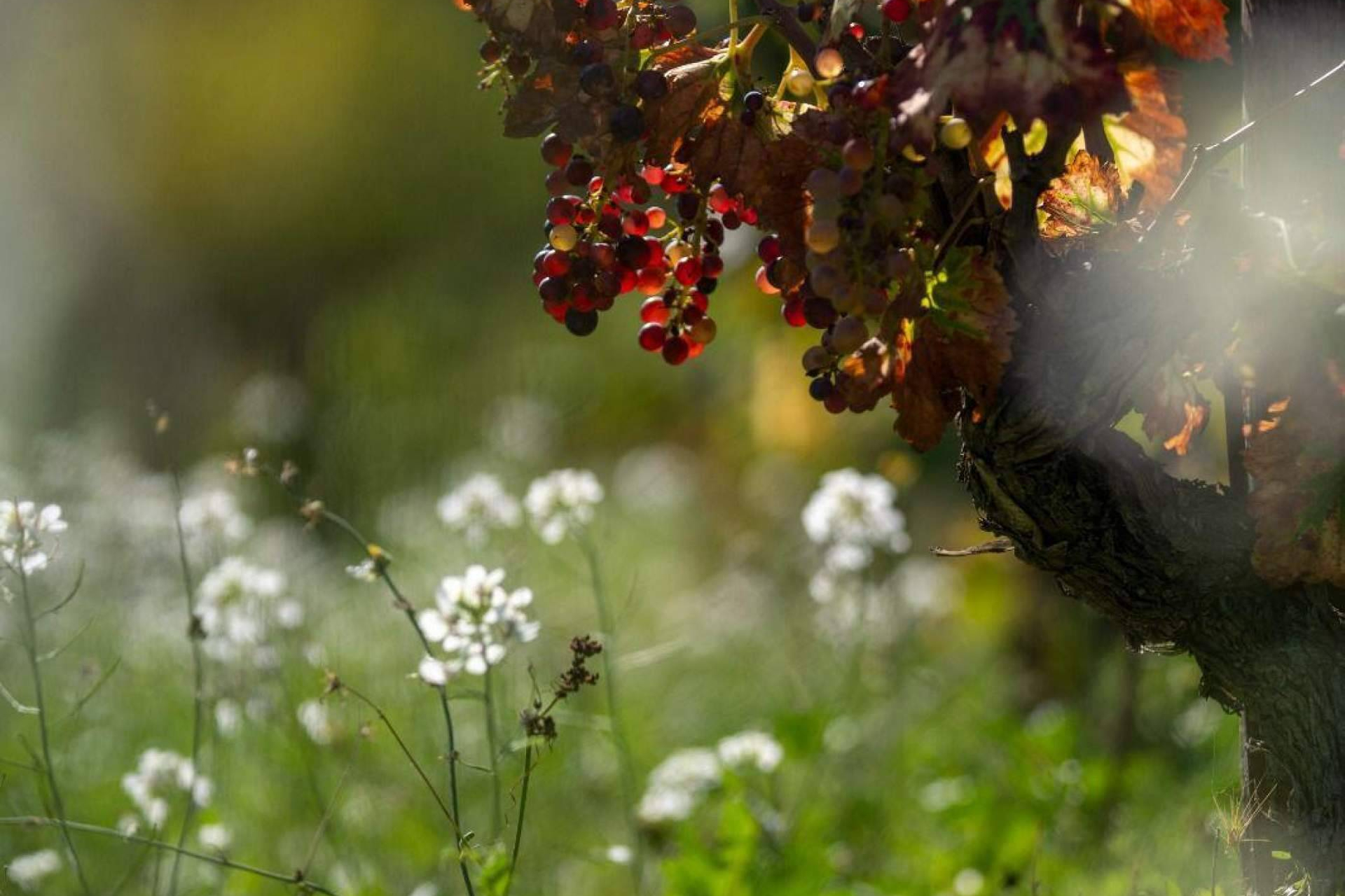Vinyes Domènech celebra el XIII Dia Internacional de la Garnatxa posant en valor la biodiversitat