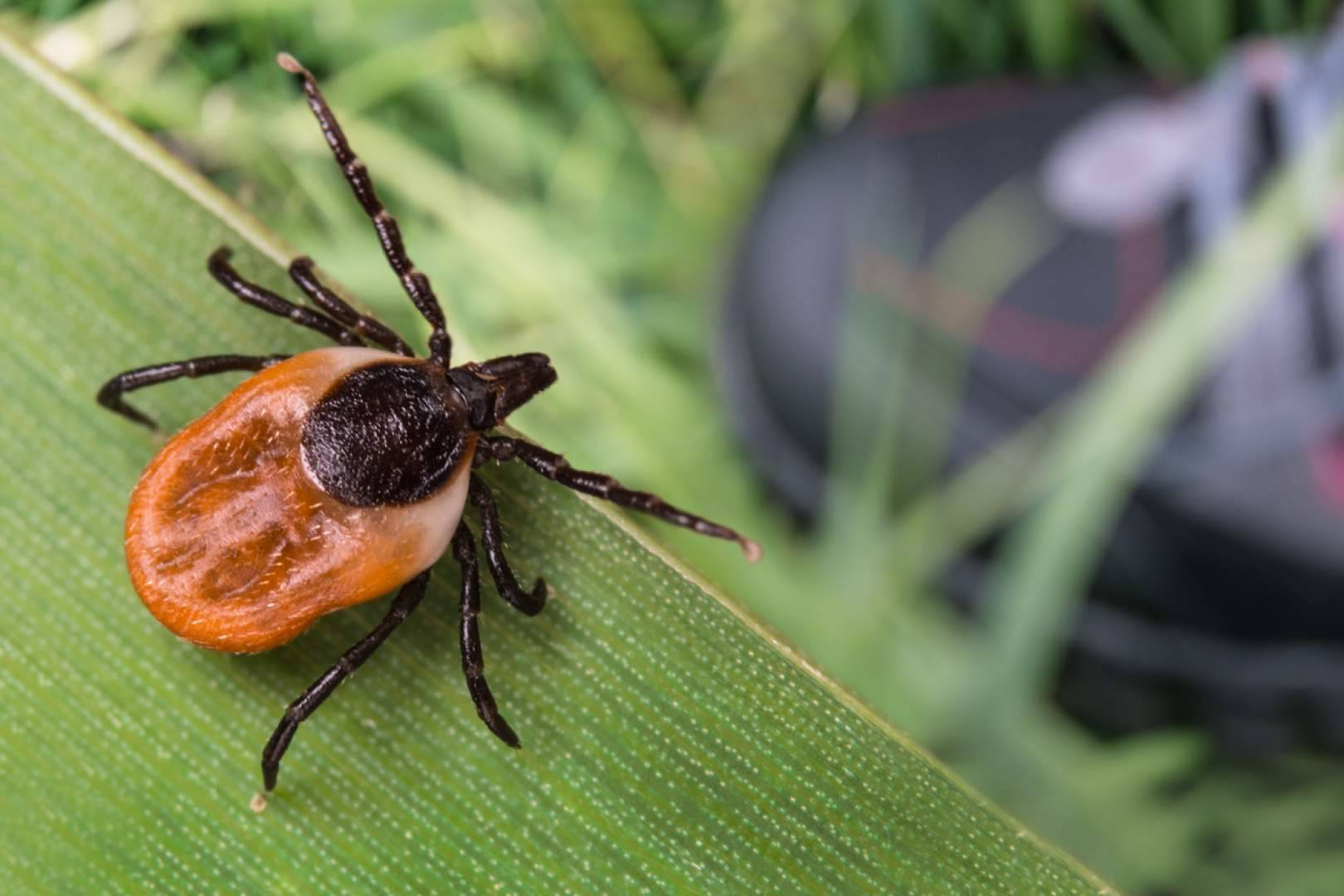 IAH Wellness ofrece una nueva esperanza para los pacientes de Lyme