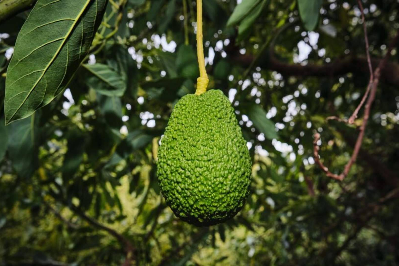 El aguacate de origen controlado; una apuesta por el cultivo responsable