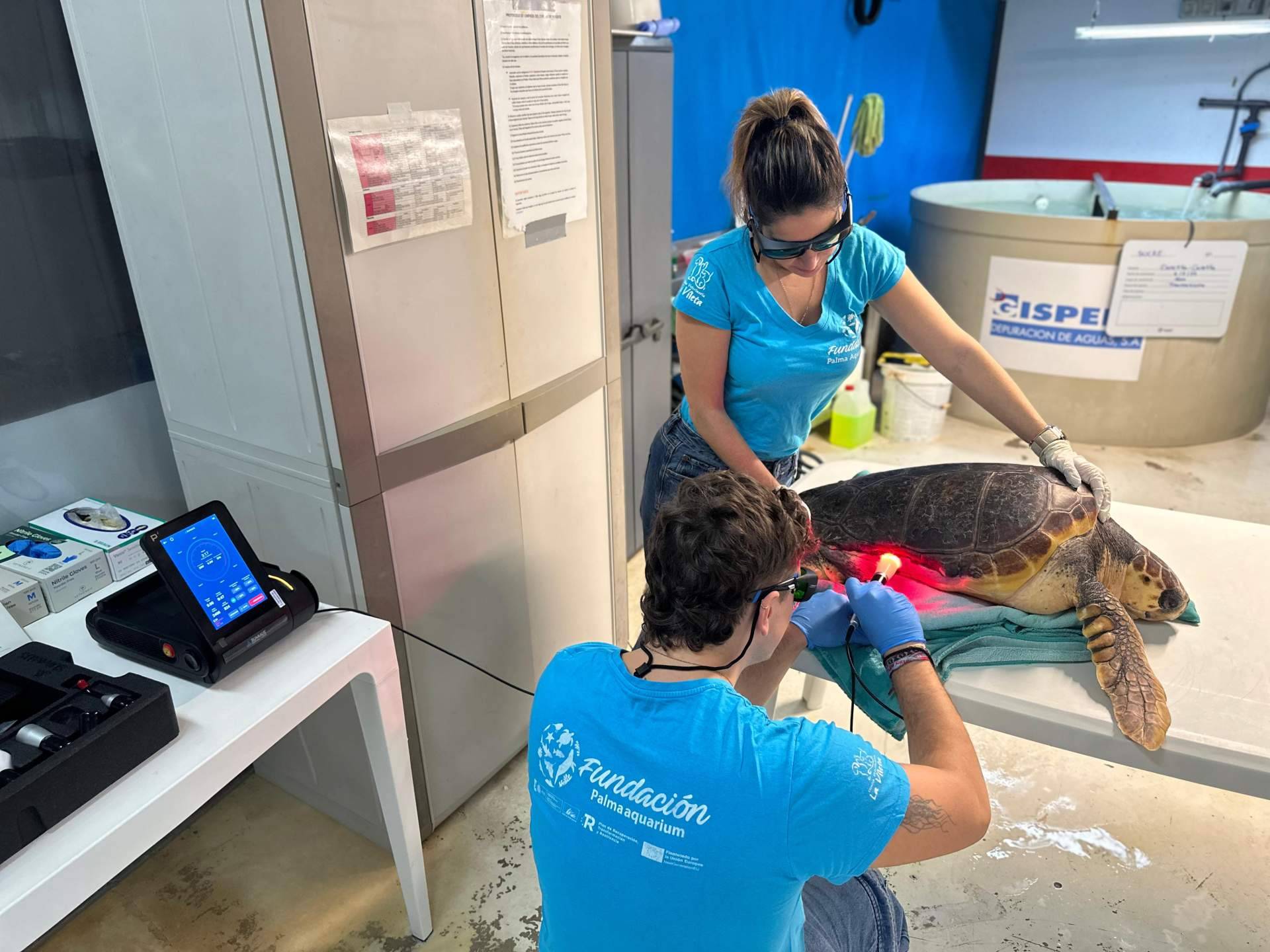 La Fundación Reina Sofía financia un láser para tratar tortugas marinas en la Fundación Palma Aquarium