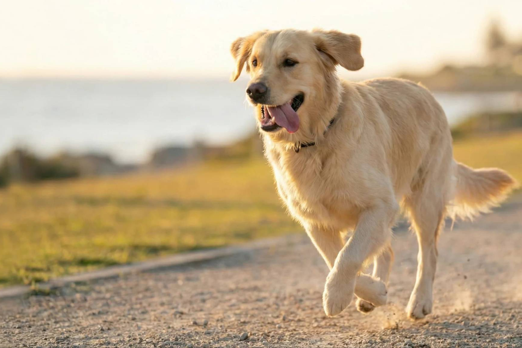 Livopets, probióticos para perros con ingredientes claros, fabricación en Europa y enfoque basado en evidencias