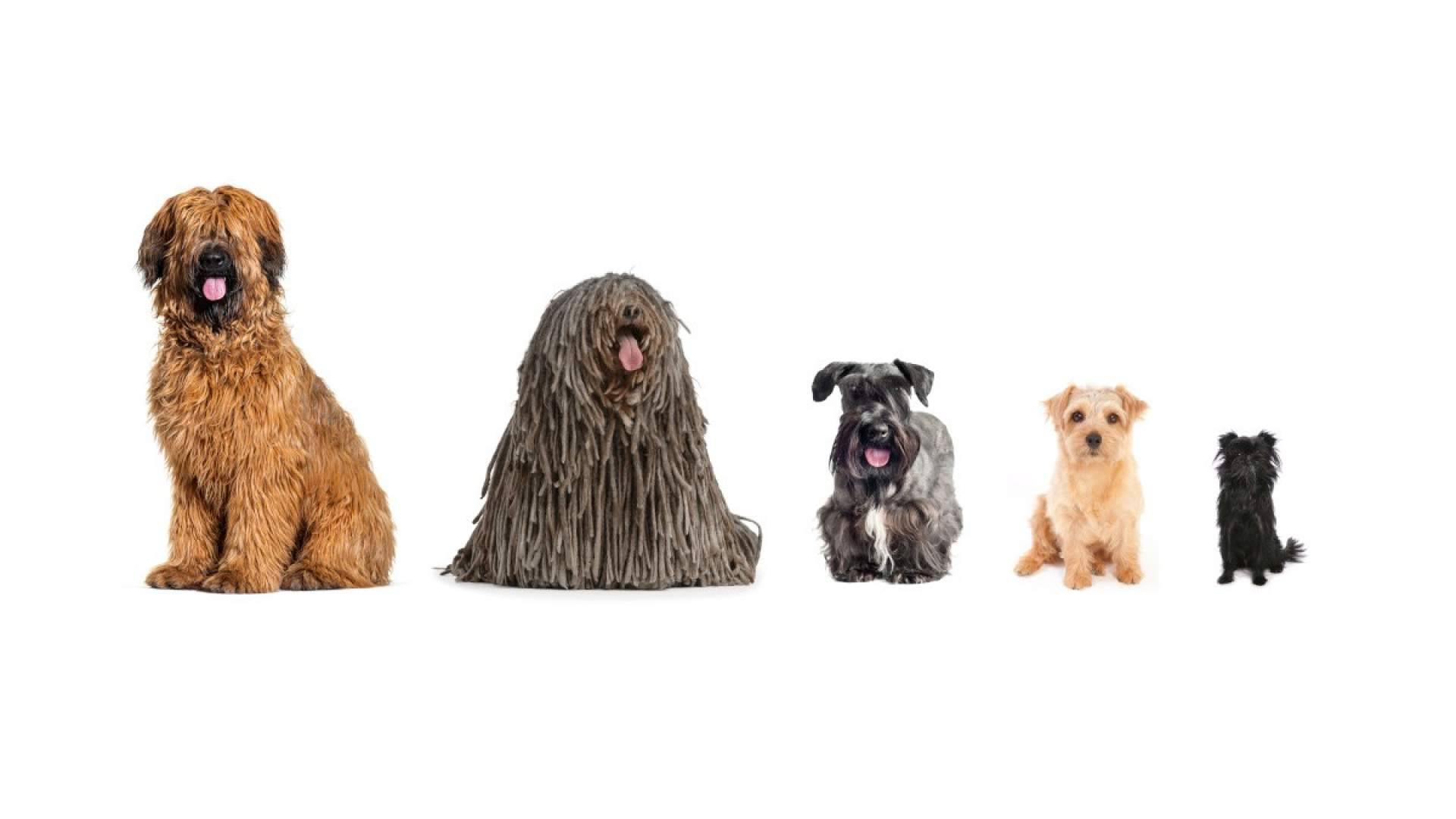 Petplan España lleva los seguros para mascotas a la era de la IA en Chat GPT