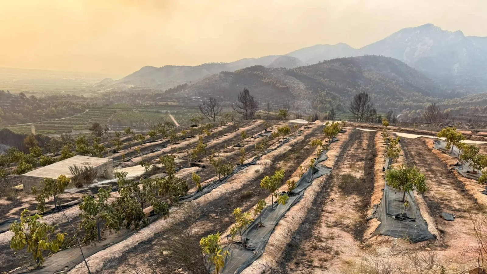 El incendio de Sierra de Espadán arrasa miles de árboles de Peña Alta y nace un plan para replantarlos